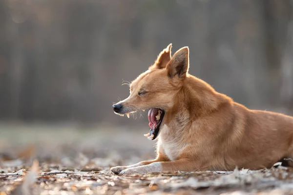 Sleepy dog yawns. Portrait of tired small dog in forest wanting to sleep
