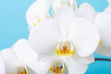 Mavi arka planda beyaz orkideyi kapat. Çiçek açan orkide çiçeğinin parlak fotoğrafı