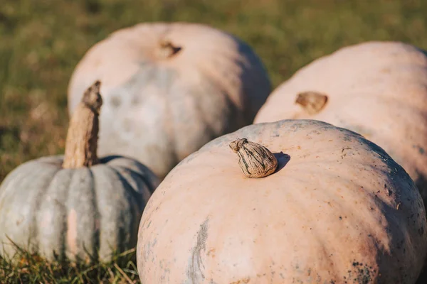 Close up of pumpkins on green grass in garden in fall, toned photo. Harvest of pumpkins in autumn