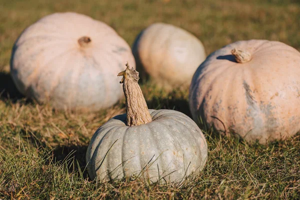 Toned photo of many pumpkins on green grass in garden in fall. Harvest of pumpkins in autumn