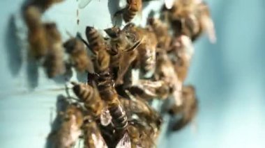 Kovandaki arıların işlerini yaptıkları 2 x yavaş çekim videosu. Bir sürü arısı olan mavi kovan polen ve bal topluyor ve arı kovanına getiriyor.