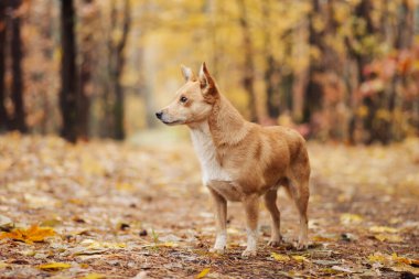 Sonbahar ormanındaki kırmızı bir köpeğin portresi. Sonbahar renkleriyle dolu ormandaki yolda güzel bir evcil köpek