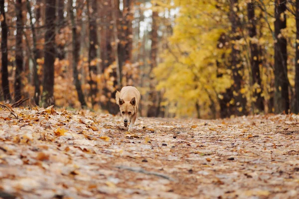 Маленький Червоний Собака Біжить Лісі Нюхаючи Дорогу Красива Домашня Собака — стокове фото
