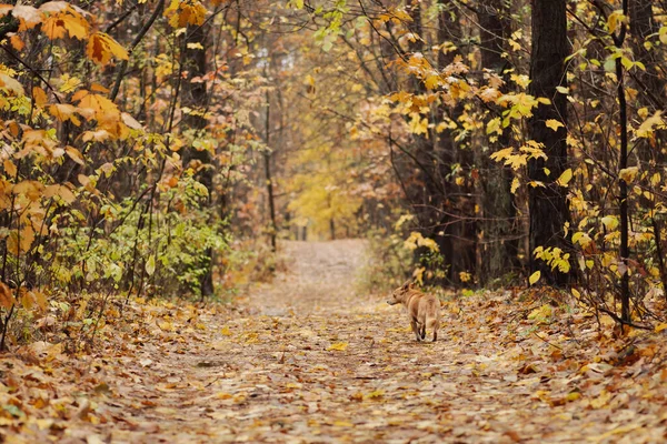Little red dog in autumn forest. Bright orange forest and small dog running along the path