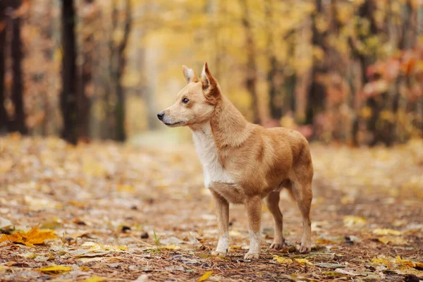 Sonbahar Ormanındaki Kırmızı Bir Köpeğin Portresi Sonbahar Renkleriyle Dolu Ormandaki — Stok fotoğraf