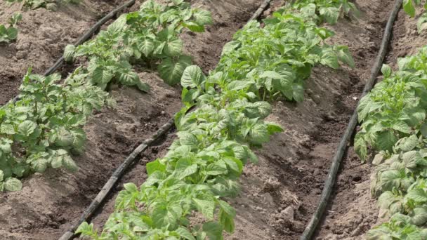 Sistema Irrigação Por Gotejamento Horta Batata Rega Plantas Jovens Batata — Vídeo de Stock