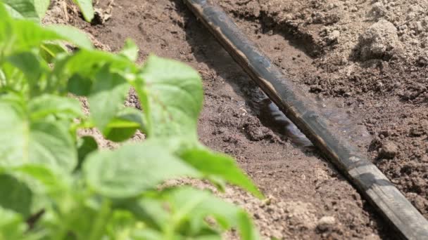 马铃薯园滴灌 具有现代滴灌系统的水厂 — 图库视频影像