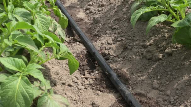 Sistema Irrigação Por Gotejamento Batata Jardim Casa Rega Batata Durante — Vídeo de Stock