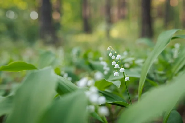 Закройте Ярко Цветущий Цветок Вечернем Лесу Convallaria Majalis Full Bloom — стоковое фото