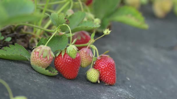Nahaufnahme Vom Erdbeerpflücken Auf Dem Bauernhof Männliche Hand Erntet Reife — Stockvideo