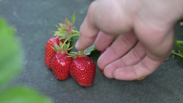 在农场收获草莓 男人在黑纤维上采摘草莓 以防止它们弄脏了 — 图库视频影像