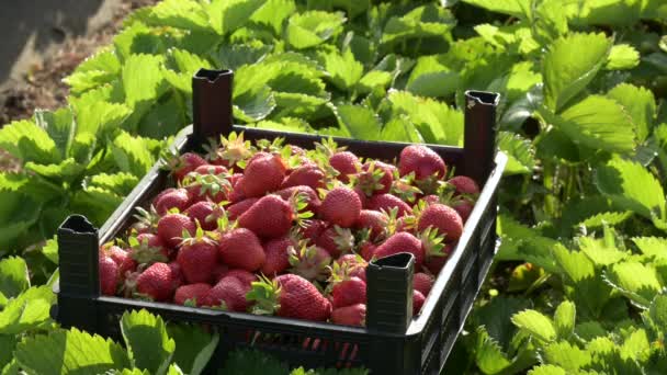 清晨在农场收获草莓 采摘草莓并将其装入塑料容器 — 图库视频影像