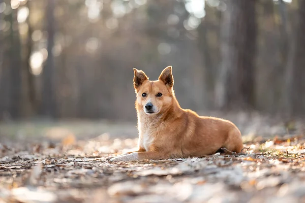 Забавная Рыжая Собака Лежит Лесу Портрет Маленькой Собачки Сосновом Лесу — стоковое фото