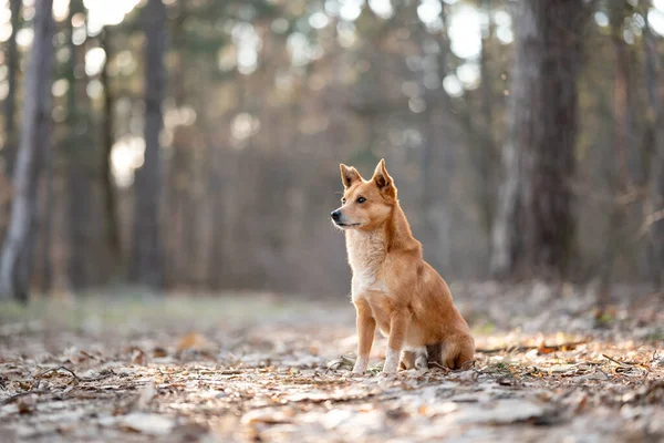 Dog in forest looking to the side. Red small dog in pine forest in spring