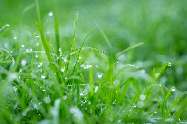 Çiyin içindeki yeşil çimlerin makro çekimi. Sabah su damlalarıyla kaplanmış taze çimenler.