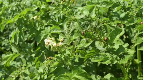 Sonnigen Sommertagen Werden Kartoffelpflanzen Mit Kolorado Käfern Bestreut Schädliche Kolorado — Stockvideo