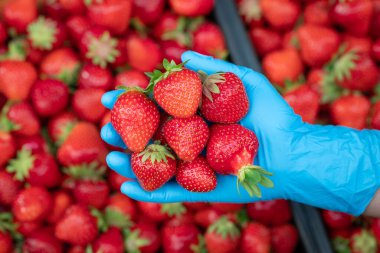 Elinde taze, sulu çilekler tutan mavi eldivenli bir kadın. Yaklaş. Sağlıklı beslenme kavramı, vitaminli lezzetli mevsimsel yiyecekler, organik bahçecilik.
