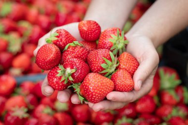 Büyük bir kutu taze toplanmış çilek kutusundan çilek çıkaran kadın, yaklaşın. Sulu, olgun, lezzetli meyveler, sağlıklı yiyecekler, kırsalda bahçe işleri.