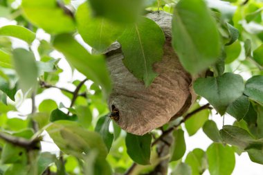 Armut ağacındaki eşek arısı kovanına yakın. Bir eşekarısı yuvasından çıkıyor.