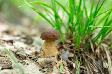 Ormanda çimlerin yanında küçük boletus mantarı. Ormanda mantar aramak ve toplamak.