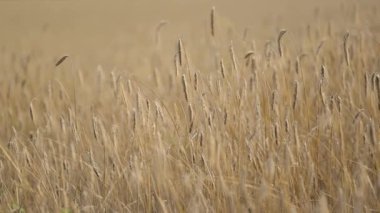 Rüzgarda sallanan çavdar kulaklarının yavaş çekim videosu. Tarım alanında olgunlaşmış tahıl