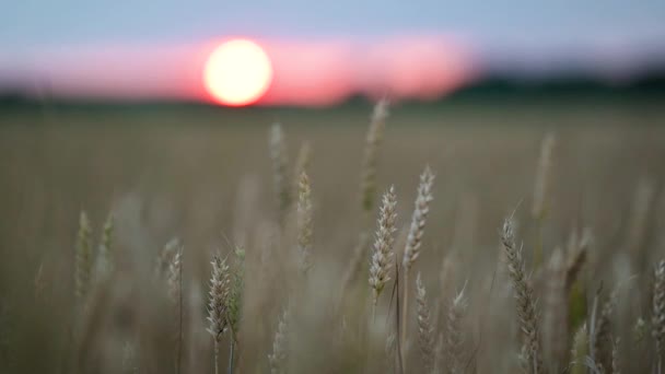 バックグラウンドの明るい日没に対して風に振る小麦耳のスローモーションビデオ 美しい自然 小麦畑での夜 — ストック動画