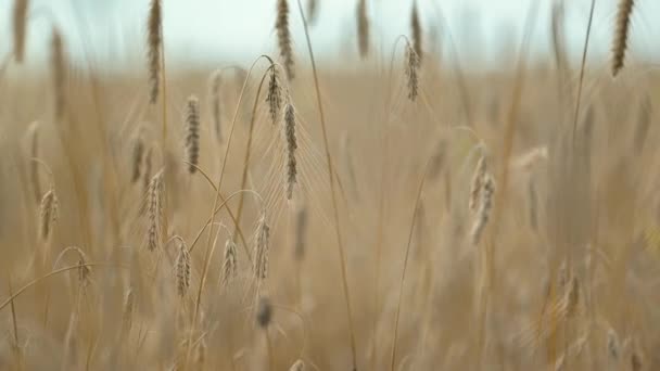 農業分野でのライ麦の耳 フィールドの明るい黄金のスパイシーツ — ストック動画