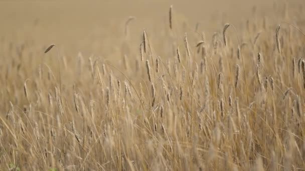 風を振るライの耳のスローモーションビデオ 農業分野でほぼ熟した穀物 — ストック動画