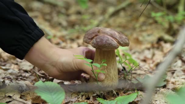 接近吃白花蘑菇的时间 在秋天的森林里采蜜的女孩 — 图库视频影像