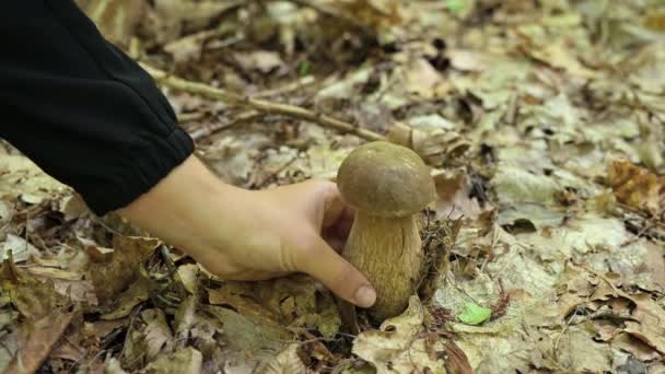 가까운 버섯을 수집합니다 숲에서 흥미로운 신선한 포시니 — 비디오