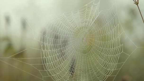 Close Slow Motion Video Spider Web Fog Morning Calm Wild — Stock Video
