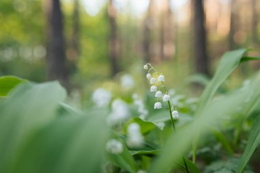 Çam ormanında çiçek açan vadi çiçeğinin zambaklarına yaklaş. Ormanda güzel bahar çiçekleri (Convallaria majalis)