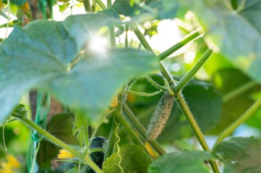 Bahçedeki salatalık yaprakları arasındaki güneş ışınları. Çiftçilik, tarım, taze sebzeler, kırsalda yaz mevsimi.