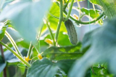 Bahçede büyüyen küçük salatalık, yakından. Taze sebzeler, kırsal yaşam, ekolojik ürünler, kendi kendine bahçe yapma kavramı.