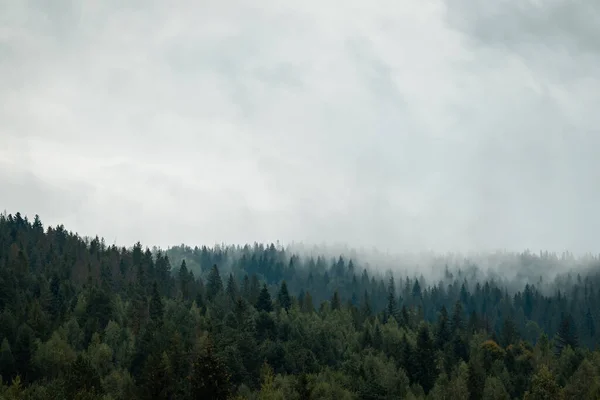 Nebelschwaden Von Fichtenwald Nach Dem Regen Regenwetter Den Bergen Dichter — Stockfoto