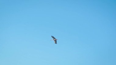 Leyleğin gökyüzünde yavaşça uçması. Leylekler sabahın erken saatlerinde temiz gökyüzünde uçar.