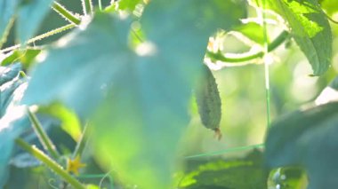 Bir yaprağın arkasında salatalık bulmanın yavaş çekim videosu. Çiftlikte salatalık yetiştiriyorum.