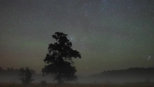 星空の夜のタイムラプスは徐々に雲に覆われている 夜の星と空の背景にある大きな木のタイムラプスビデオ 谷の霧 — ストック動画