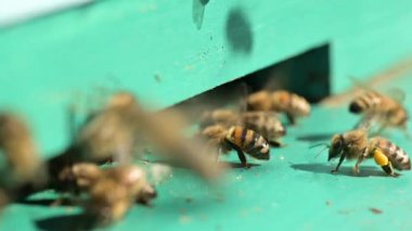 Arıların kovanın içine ve dışına girerken yavaş çekim videosu, bir arı kovanı havalandırıyor. Bal arıları güneşli yaz gününde çalışır