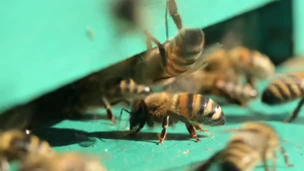 晴れた日にはハチが働き ハチを吹き飛ばし 蜂蜜を持ってくる人もいます 暑い夏の日に蜂の巣の入口の閉鎖 — ストック動画