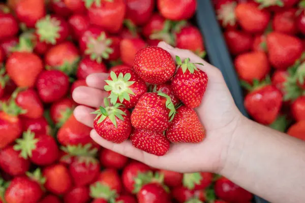 Female holding bright ripe strawberry in hands. Red tasty ripe strawberry background