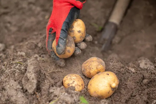 Man digging potato with a shovel. Harvesting white sort of potato in private garden, self growing ecological potato