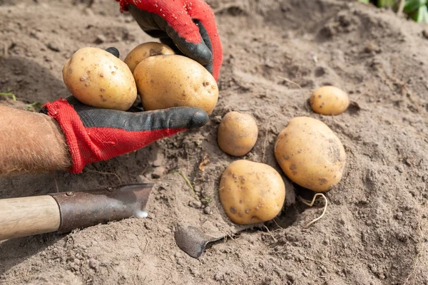 Man taking big potatoes out of ground, digging. Harvest of potato in garden