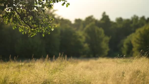 木の枝が風に揺れ 地面に緑色の長い草 太陽が輝いています 田舎の牧草地で暖かい夏の夕方 素敵な天気 — ストック動画