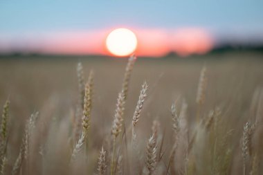 Güzel günbatımının arka planında buğday kulakları, yakın çekim. Büyük altın güneşli buğday tarlası, ufukta renkli gökyüzü.