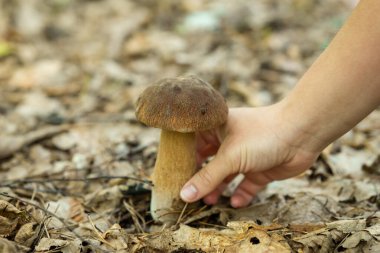 Ormandaki mantarları sonbahar mevsiminde yeşilliklerle kapayın. Ormanda yetişen taze beyaz mantar, dişinin eli topluyor.