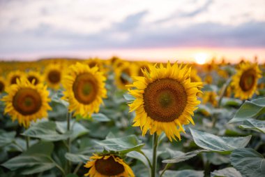Çiçekli ayçiçekleri, geç renkli günbatımı tarlanın üzerinde. Sakin kırsal alanda akşam, yaz mevsimi, tarım, tarım ve bahçe kavramları