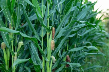 Çiftlikte mısır yetişiyor. Tarım tarlasında sabahın erken saatlerinde, bitkilerin üzerinde olgunlaşmış mısır koçanları