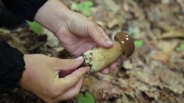Temizlikçi kız mantar topladı. Porcini boletus mantarının temiz kökü.