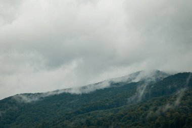 Yazın bulutlu bir havada sisli dağların zirvesinde. Kayın ormanlarıyla puslu bir manzara, kasvetli bir atmosfer.